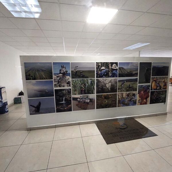 Muro fotográfico terminado que muestra biodiversidad en oficinas CONANP