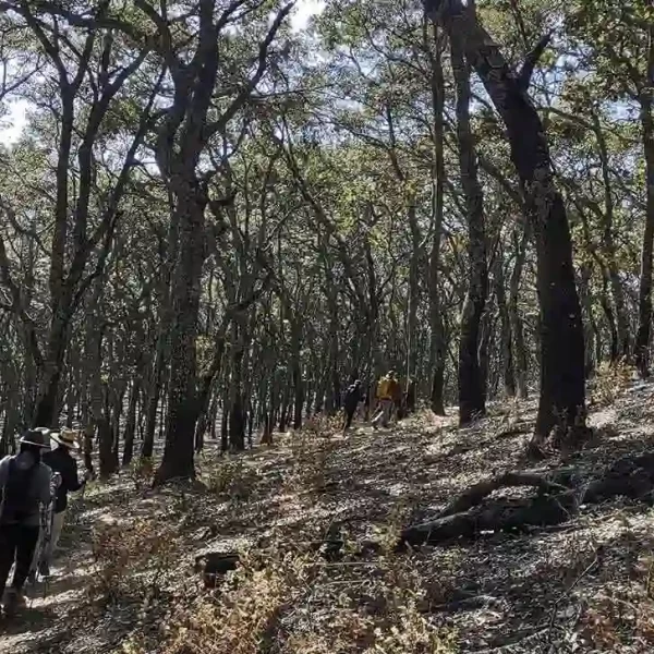 Equipo caminando en zona boscosa como parte del diagnóstico