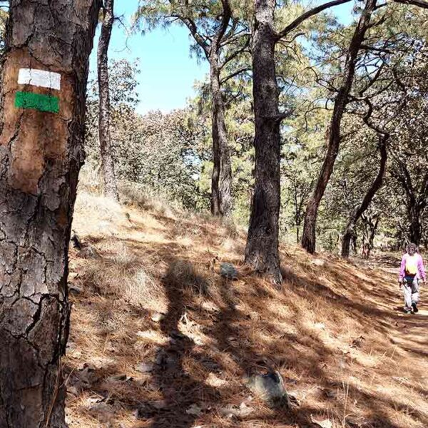 Marca direccional colocada en un árbol en el bosque para guiar a los senderistas.
