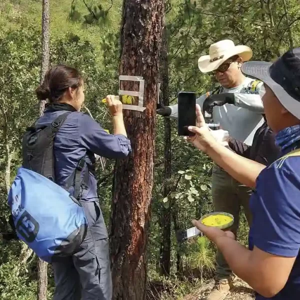 Marcaje de árbol con cinta y pintura amarilla como señalización de sendero, parte del proyecto de Red de Senderos Multiusos